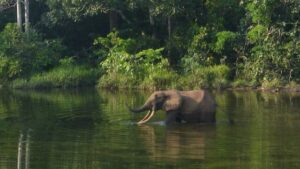 Dung-DNA study ups African forest elephant count significantly