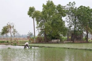 India’s Rice Dominance Raises Water Risk, Farmers Warn India’s Rice Dominance Raises Water Risk, Farmers Warn