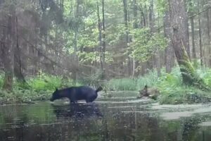 Rare Black Wolves Spotted in Poland, Stirring Debate Over Genetics and Conservation