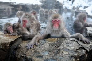 Japan’s Snow Monkeys Face Habitat Stress as Warmer Winters Alter Behavior