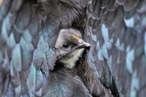AP’s 2025 Nature Photos Spotlight Fragility, Survival, and a Changing World