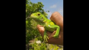A Tiny Caribbean Islet Becomes a “Love Nest” for a Critically Endangered Iguana