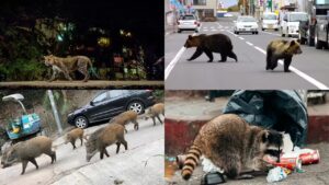 Urban Wildlife Adapts as Cities Grow Denser