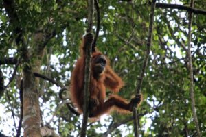 FLOODS IN INDONESIA PUT RARE ORANGUTANS UNDER NEW THREAT