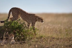 CHEETAH SPERM BANK OFFERS LIFELINE TO A SPECIES ON THE EDGE CHEETAH SPERM BANK OFFERS LIFELINE TO A SPECIES ON THE EDGE