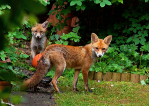 Urban Fox Populations Grow as Wildlife Adapts to City Life Urban Fox Populations Grow as Wildlife Adapts to City Life