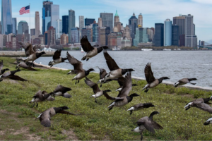 Urban Wildlife Encounters Rise as Animals Adapt to Colder Cities Urban Wildlife Encounters Rise as Animals Adapt to Colder Cities