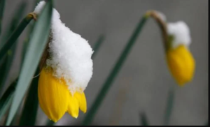 Winter’s quiet hints of spring: a naturalist finds hope in the cold