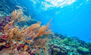Ocean Acidification Costs Could Reach Trillion Dollar Mark by Mid-Century Ocean Acidification Costs Could Reach Trillion Dollar Mark by Mid-Century