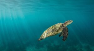 Endangered Species to Watch in 2026 Include Snow Leopards and Marine Turtles Endangered Species to Watch in 2026 Include Snow Leopards and Marine Turtles
