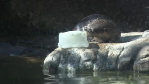 Florida animals seek warmth as rare cold snap grips state