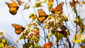 Monarch Butterfly Population Jumps 64 Percent, But Long-Term Decline Persists