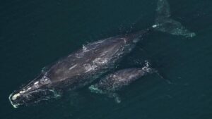 North Atlantic Right Whale Records Best Calving Season in 15 Years