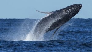 Humpback Whales Are Teaching Each Other New Hunting Skills — and Science Is Watching Humpback Whales Are Teaching Each Other New Hunting Skills — and Science Is Watching